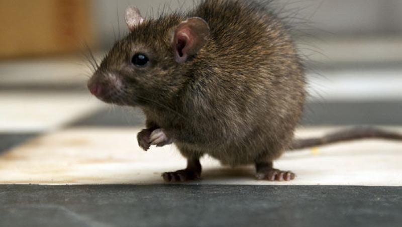 Un bărbat a prins șoarecele care-i fura din magazin și i-a aplicat o corecție de zile mari! Mori de râs dacă vezi ce i-a făcut!