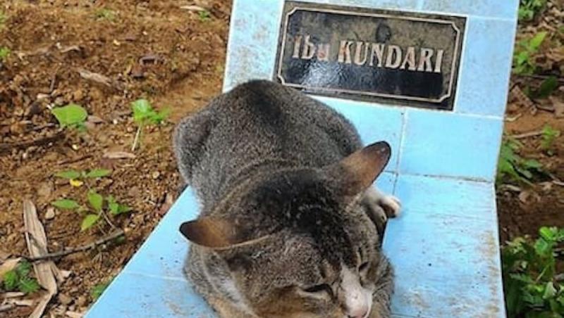 Loialitate până dincolo de moarte! Această pisică doarme pe mormântul stăpânei sale. O plânge și refuză să plece