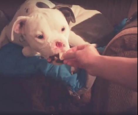 VIRAL. Acest câine învață să aibă, din nou, încredere în oameni, după ce i-a fost tăiat nasul. Imaginile sunt extrem de emoționante