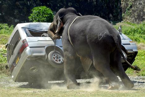 VIDEO: Data viitoare să nu-l mai enervaţi! Un elefant scăpat de sub control distruge o întreagă parcare