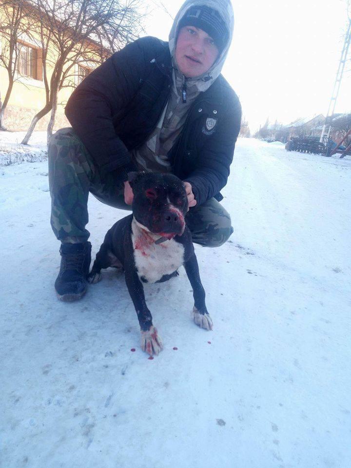 Atenție, imagini șocante! Un arădean se distrează film&acirc;nd cum se sf&acirc;șie c&acirc;inii &icirc;ntre ei p&acirc;nă la moarte!