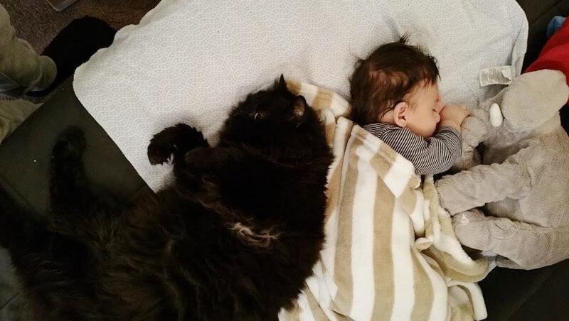 Pisica din imagine se așeza mereu pe burta acestei femei însărcinate. Când a venit bebelușul pe lume, totul s-a schimbat. Ce-i făcea animalul micuțului