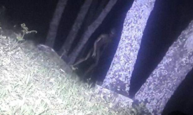 VIDEO care a speriat planeta! Oamenii legii din Argentina susțin că au surprins un extraterestu, &icirc;n timp ce patrulau, &icirc;ntr-un parc