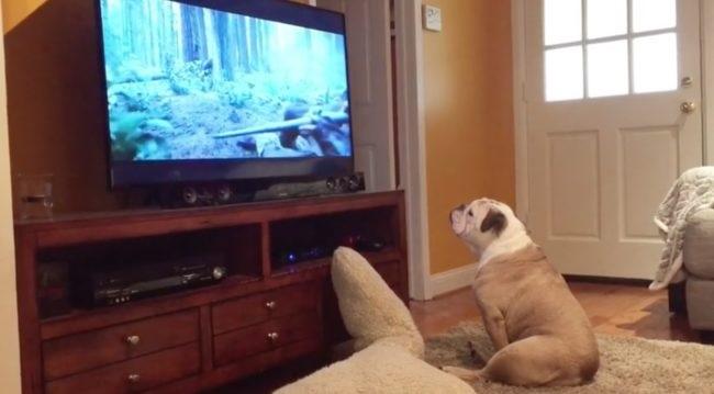 Câinele se uita atent la film atunci când a vrut să-ți salveze actorul preferat de un atac! Cum a reacționat animalul