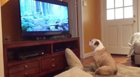Câinele se uita atent la film atunci când a vrut să-ți salveze actorul preferat de un atac! Cum a reacționat animalul