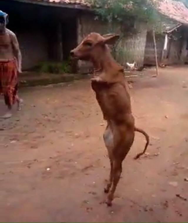 VIDEO / O adevărată lecție de viață pentru oameni! Imagini impresionante cu un viţel care are doar două picioare, dar nu se lasă &icirc;nvins de condiția lui, chiar dacă este alungat