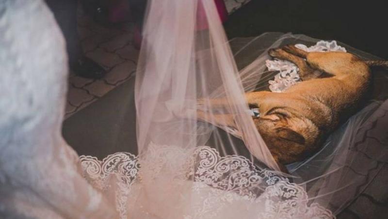 Un câine a apărut ca prin minune la nunta unor tineri și a reacționat în cel mai neașteptat mod posibil! Urmarea este și mai spectaculoasă!
