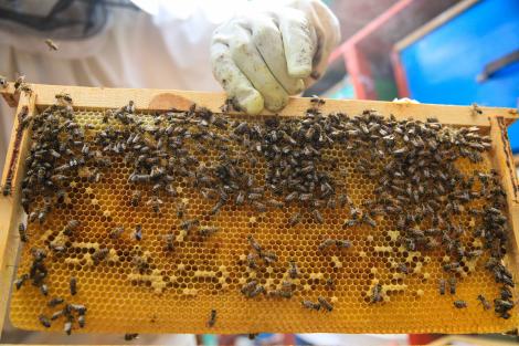 Modalitatea perfectă de a te feri de mușcătura de albină. Tu știai asta?