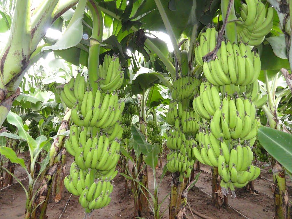 Alertă &icirc;n toată lumea! Bananele, unele dintre fructele preferate ale rom&acirc;nilor, au fost infectate cu o bacterie: &rdquo;Producția mondială este &icirc;n pericol!&rdquo;