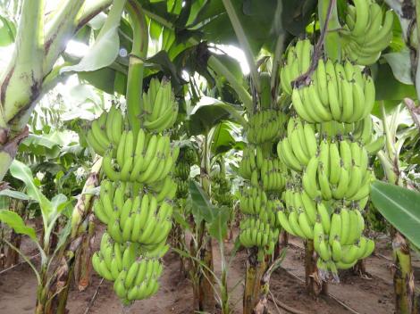 Alertă în toată lumea! Bananele, unele dintre fructele preferate ale românilor, au fost infectate cu o bacterie: ”Producția mondială este în pericol!”