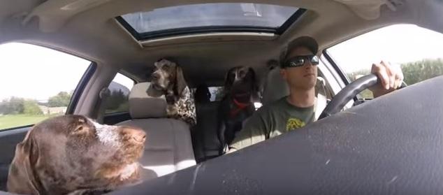 Câinii stăteau liniștiți în mașină până când stăpânul i-a anunțat încotro se îndreaptă! Reacția animalelor este complet neașteptată!