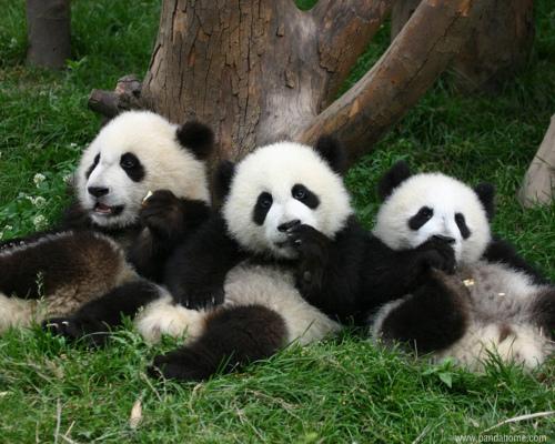 Și se dau de-a dura ca o barabulă! Un clip cu pui de urs panda care se rostogolesc &icirc;n joacă a devenit VIRAL pe internet!