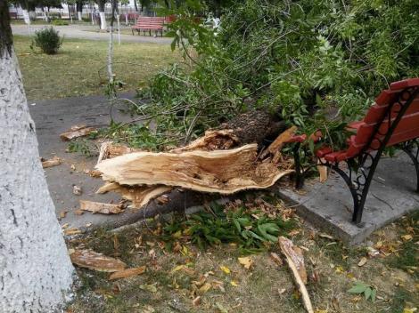 UPDATE! Un copac a căzut peste o aripă a spitalului Obregia; până la această oră au fost doborâţi de vânt 65 de copaci şi au fost distruse 41 de maşini
