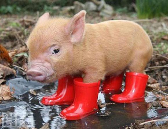 O toamnă cu v&acirc;nt, vijelii și ploi! Cod galben de v&acirc;nt și ploi &icirc;n 16 județe, p&acirc;nă la miezul nopții