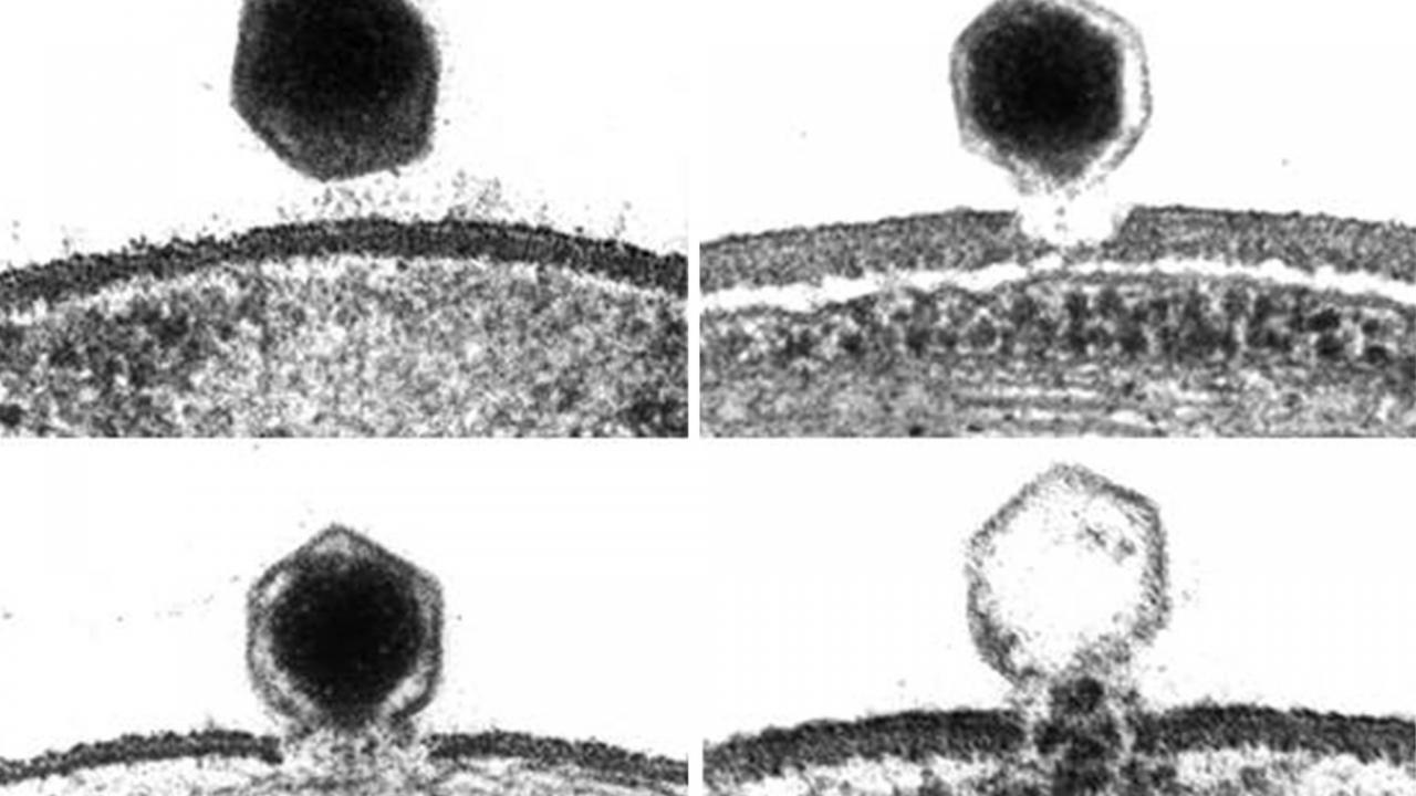 Nu este o glumă! A fost descoperit virusul care mărește gradul de prostie. Ai grijă să nu te contamineze!