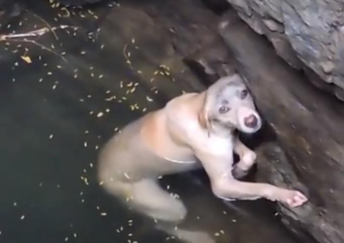 Un c&acirc;ine căzut &icirc;ntr-un puț, extenuat, salvat de un &icirc;nger păzitor. Animalul a cerșit milă, p&acirc;nă a primit ajutor. Imaginile sunt emoționante