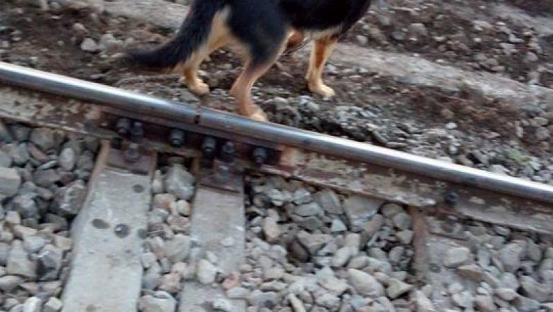 România anului 2017. Un bărbat și-a abandonat câinele și l-a legat de șinele căii ferate pentru a fi călcat de tren. Motivul? S-a săturat de el