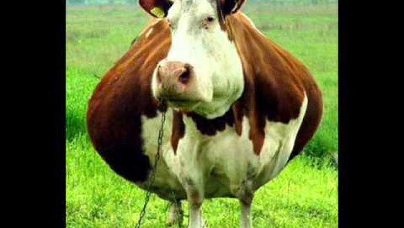 Toţi au rămas fără cuvinte când au văzut ce a fătat o vacă dintr-un sat din România. Este un caz la 700.000! Şi specialiştii s-au minunat