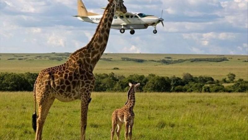 Arici suspendat în aer, girafă pe cale să mănânce un avion, „gimnastă fără cap”. O GALERIE FOTO inedită cu imagini surprinse „exact când trebuie”