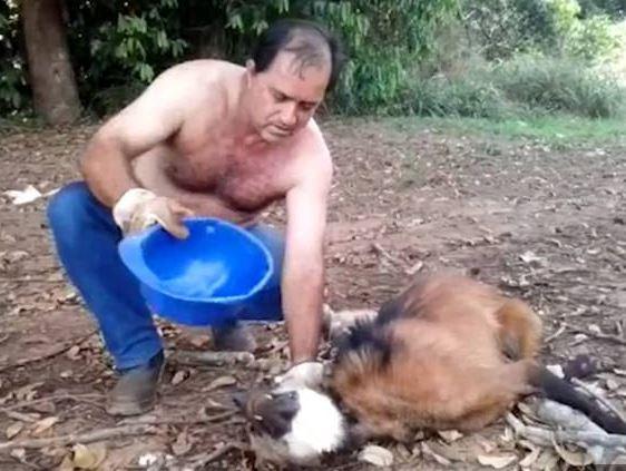 VIDEO! A găsit un lup aproape mort &icirc;n camionul pe care &icirc;l conducea. Ce i-a făcut bărbatul a devenit viral