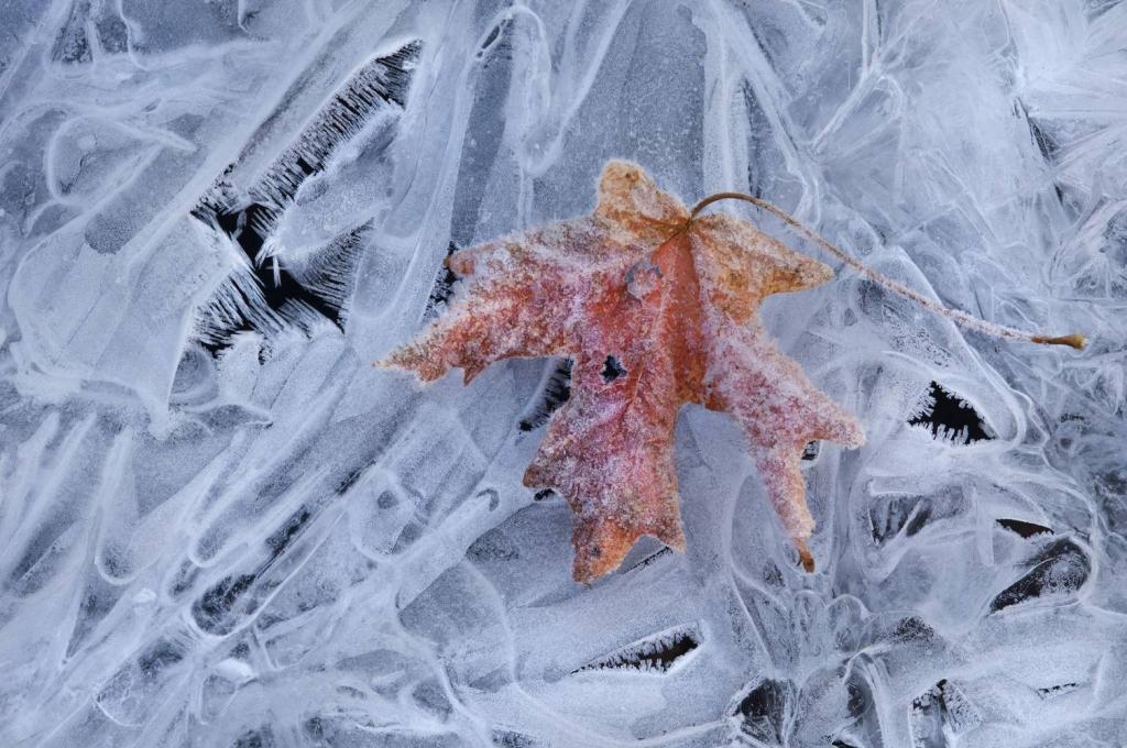 V&acirc;nt, lapoviță și ninsori &icirc;n toată țara. Ce ne așteaptă? Meteorologii au emis prognoza pentru următoarele două săptăm&acirc;ni