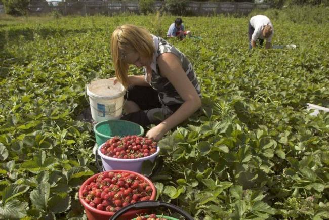 800 de posturi sezoniere, &icirc;n agricultură, &icirc;n Spania, pentru șomeri! Rom&acirc;nilor, puteţi c&acirc;ştiga peste 40 de euro pe zi!