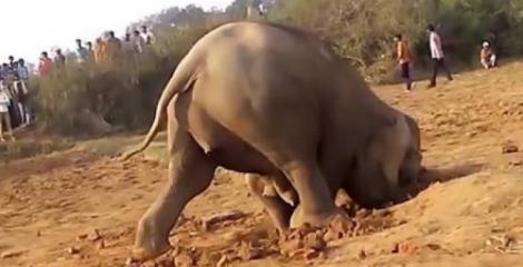 Un elefant a săpat timp de 12 ore în pământ, convins că va găsi ceva! Localnicii au înlemnit când au văzut ce căuta animalul