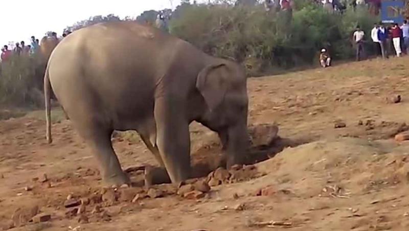 Un elefant a săpat timp de 12 ore în pământ, convins că va găsi ceva! Localnicii au înlemnit când au văzut ce căuta animalul