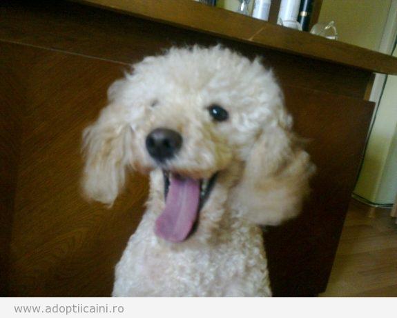 Nu e banc! Cum a reuşit un căţeluş caniche de nici trei kilograme să dea peste cap traficul aerian! Plecări şi aterizări &icirc;nt&acirc;rziate, piste &icirc;nchise şi zboruri pe cale de a fi anulate