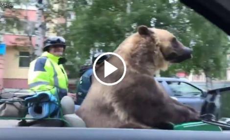 Doar în Rusia există așa ceva: Un urs se plimbă cu motocicleta în plină stradă, la o oră de vârf