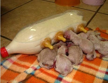 Cum poți salva cățelușii de doar c&acirc;teva zile, abandonați. Alăptarea de la mamă, &icirc;nlocuită cu o sticlă și c&acirc;teva tetine de biberon