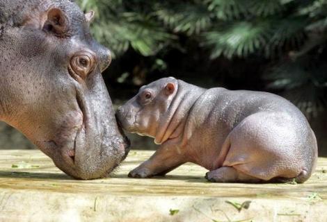 Peste 100 de hipopotami descoperiți morți și devorați de crocodili: "Serviciile noastre veterinare sunt la fața locului"
