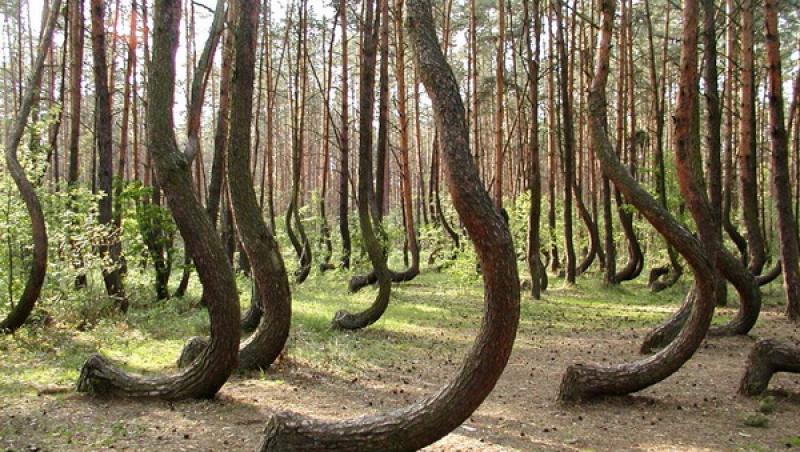 Pădurea din România care a înspăimântat o lume întreagă. Străinii l-au numit 