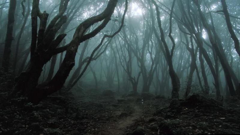 Pădurea din România care a înspăimântat o lume întreagă. Străinii l-au numit 
