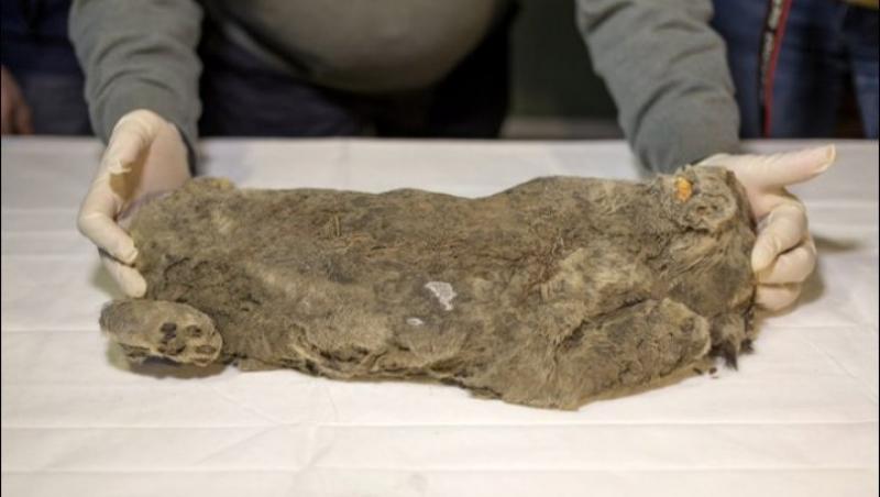 GALERIE FOTO! Descoperire înfiorătoare! Cadavrul unui animal a fost găsit intact după câteva sute de ani