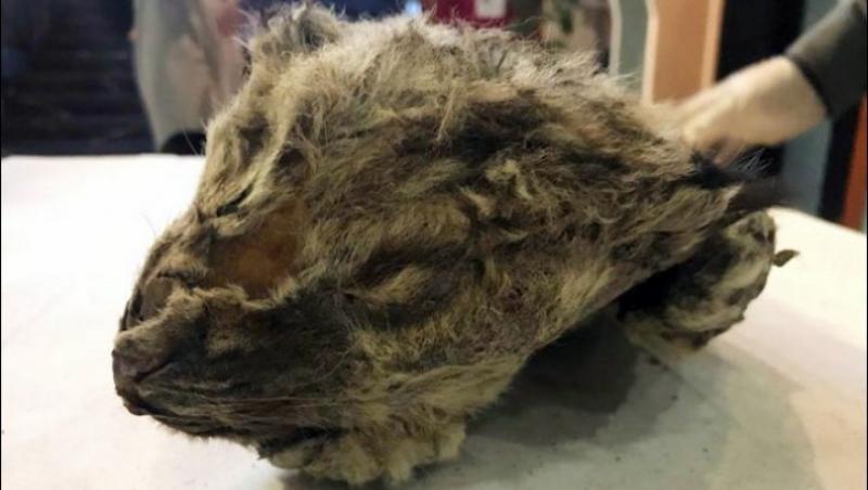 GALERIE FOTO! Descoperire înfiorătoare! Cadavrul unui animal a fost găsit intact după câteva sute de ani