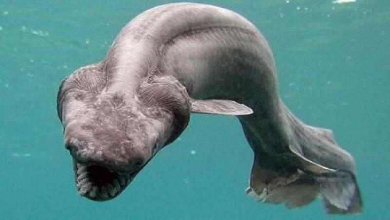 iCreatura are corp de șarpe, dinți de rechin și aspect de „fosilă în viață”, filmată în  adâncurile oceanului