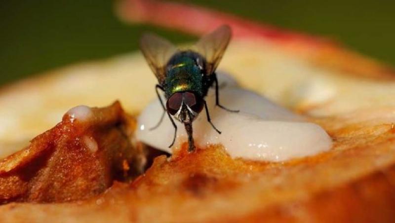 Te îngrozești! Ce se întâmplă dacă o muscă s-a așezat pe mâncarea ta! Te poate costa extrem de scump
