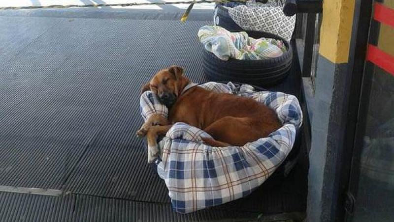 Un exemplu demn de urmat! O stație de autobuz le oferă culcuș câinilor fără adăpost. Patrupedele au acoperiș deasupra capului și dorm înfofolite în pături