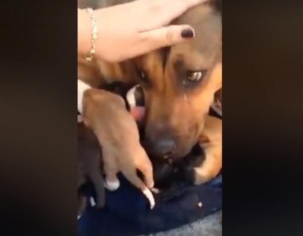 Pentru cei care cred că animalele nu au sentimente! O cățelușă pl&acirc;nge, după ce a fost salvată &icirc;mpreună cu puii ei. Lacrimile &icirc;i curg fără &icirc;ncetare (VIDEO EMOȚIONANT)