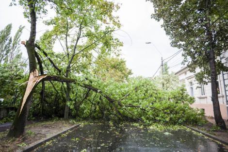 Vântul a făcut ravagii în țară și în Capitală! În Bucureşti se intervine pentru îndepărtarea unui copac căzut pe cinci maşini