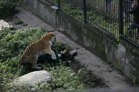 Imagini șocante! Momentul terifiant în care o îngrijitoare este atacată de un tigru: "Era plină de sânge pe față şi țipa să o salvăm"