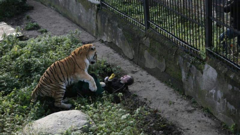 Imagini șocante! Momentul terifiant în care o îngrijitoare este atacată de un tigru: 