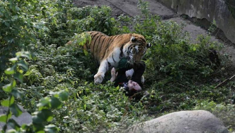 Imagini șocante! Momentul terifiant în care o îngrijitoare este atacată de un tigru: 