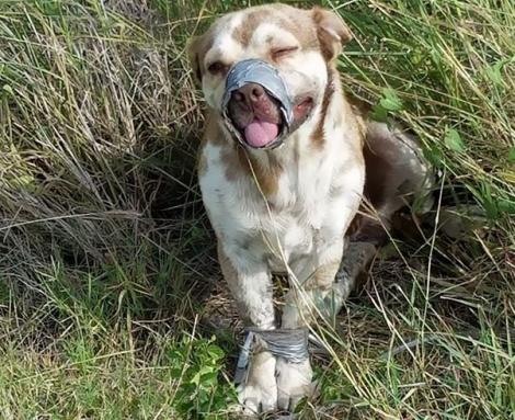 Gest inuman! Un câine a fost găsit abandonat, pe un câmp, cu botul și labele lipite cu bandă adezivă. Imaginile îți rup sufletul!