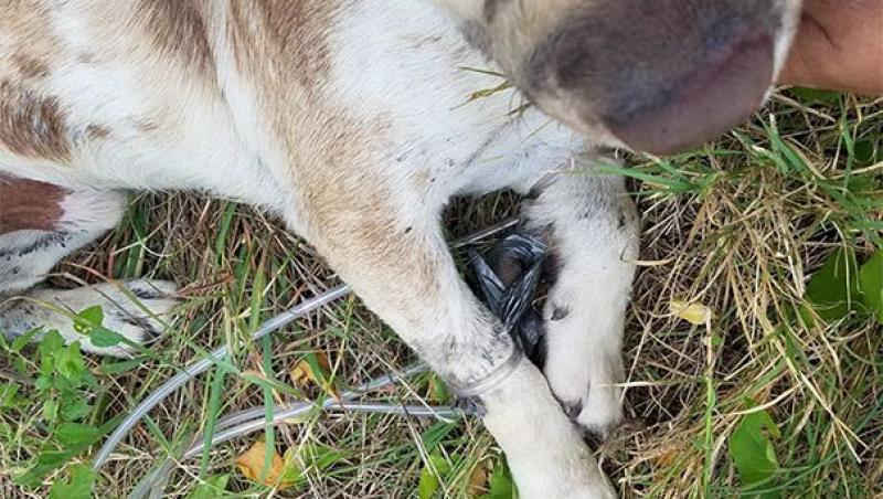 Gest inuman! Un câine a fost găsit abandonat, pe un câmp, cu botul și labele lipite cu bandă adezivă. Imaginile îți rup sufletul!