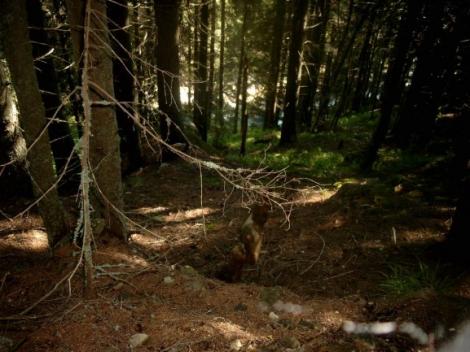 Descoperire uimitoare într-o pădure din Vâlcea: Un bărbat a găsit o adevărată comoară: Putea să-și cumpere orice visa. Ce s-a întâmplat apoi?