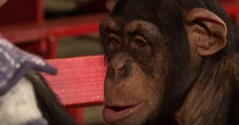 Reacția de milioane a unui cimpanzeu atunci când vede trucuri magice făcute cu tableta! Râzi cu lacrimi dacă îl vezi!