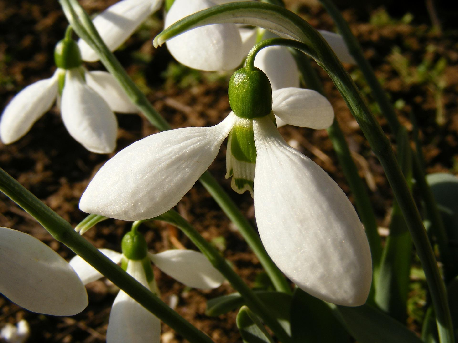 Nici nu a dat &icirc;nghețul că păm&acirc;ntul s-a și dezmorțit. Ghioceii au apărut &icirc;n județul Neamț