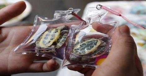 SCANDALOS! Animale vii, captive într-o bucată de plastic, vândute pe post de breloc. Imaginile sunt revoltătoare